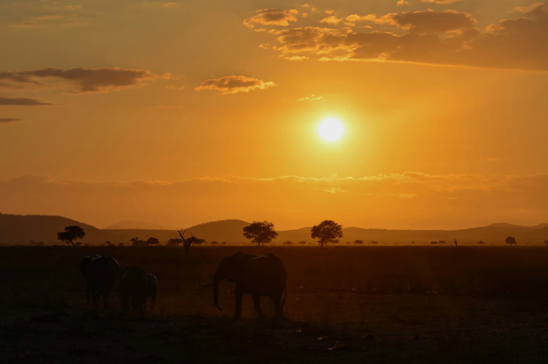 A herd of elephants crossing the savanna at golden hour