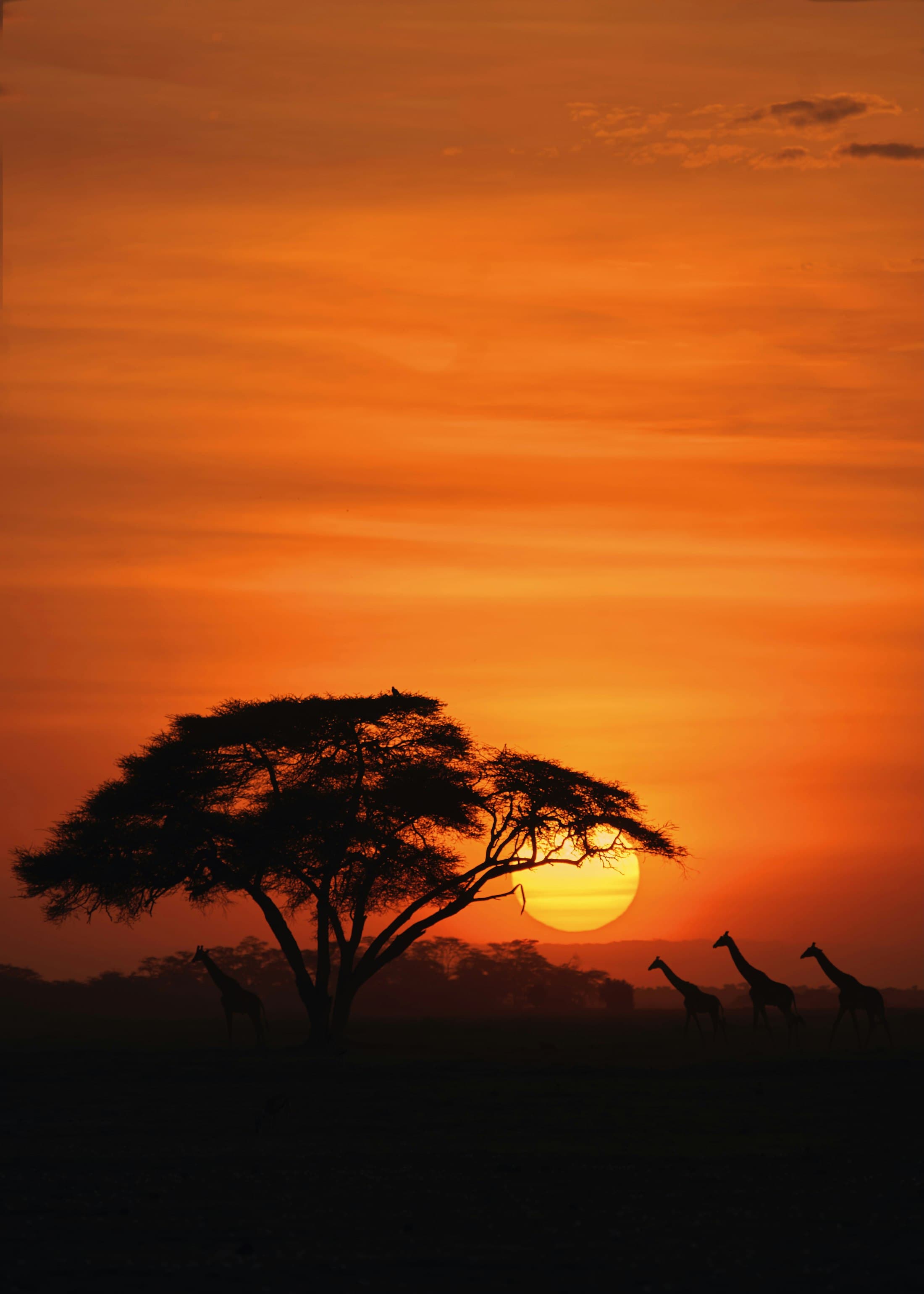 Giraffes walking past an acacia tree at sunset