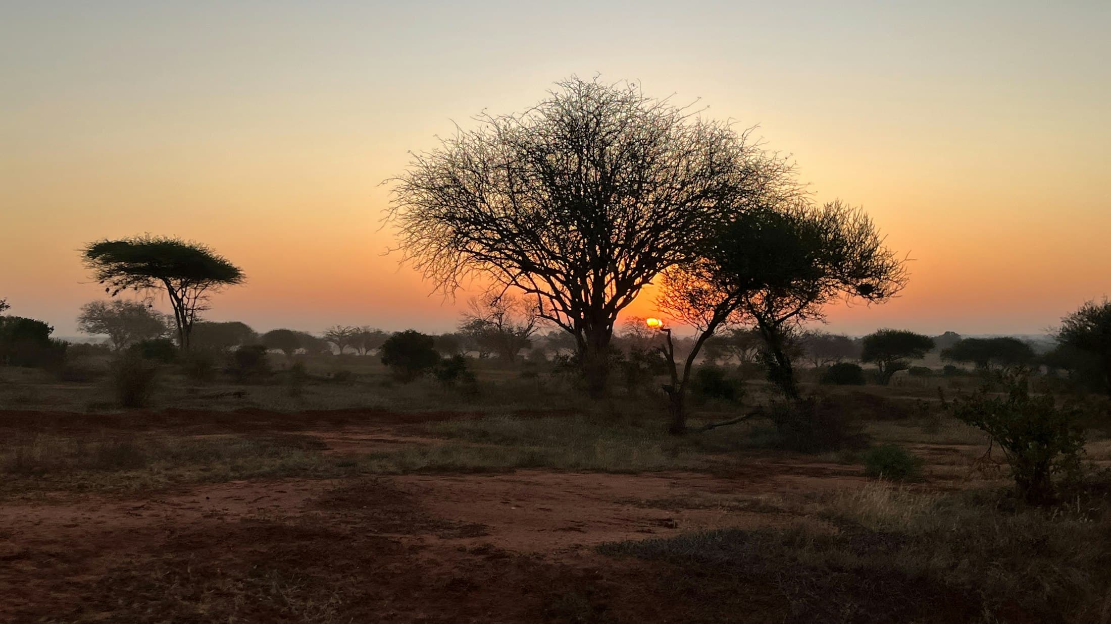 Sunrise over the African savanna, acacia trees against an amber sky